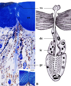 Fig. 2 (A) Longitudinal section of the gland showing its internal structure. Inset in A shows the NS. Bars: A = inset in A = 10 μm. (B) Schematic diagram of the gland. co, cornea; dc, duct cell; gc, gland cell; ic, intermediary cell; NS, nail-headed structure