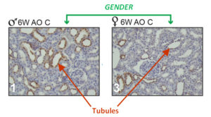 Fig. 1. Expression of NOS 2 is higher in tubules of males (♂) on the antioxidant diet (AO) (Panel 1) than in females (♀) on the AO diet (Panel 3) at 6 weeks of age.