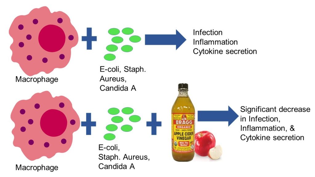 苹果醋对白细胞清除微生物的影响