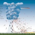Pathogenesis of thunderstorm asthma