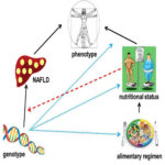 NAFLD基因型、表型与饮食的关系
