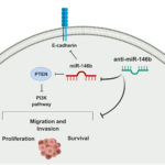 解释miR-146b在甲状腺癌中的致癌作用及其抑制后果的示意图模型