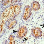 免疫组化法检测马子宫内膜IDO蛋白