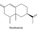 诺卡酮，一种生物活性氧化倍半萜，存在于黄杉心材中