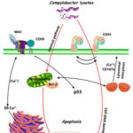 单核细胞对空肠弯曲杆菌裂解物的反应示意图。先进的
