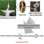 Root nodules of plants grown on salt–affected soils. AoS