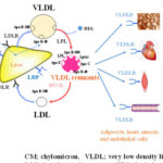 Excessive postprandial VLDL remnants in plasma cause obesity and insulin resistance. AoS