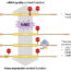 无义介导的mRNA衰变(NMD):人类生理和疾病的双功能机制