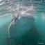 硒:汞在鲸鲨从加利福尼亚湾的比例