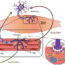 神经肌肉连接:神经-肌肉对话的核心解释器
