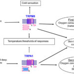 AOS。如果您很冷，则两个冷敏感的离子通道TRPM8和TRPA1做