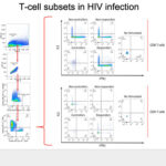 AOS。HIV感染中的T细胞亚群