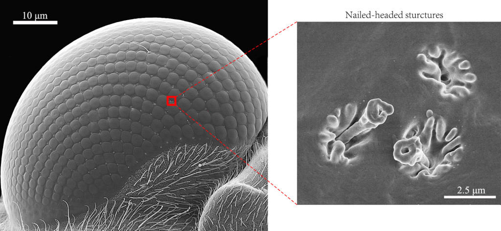 Fig. 1. One compound eye of the water strider and the detailed structure of three NS.