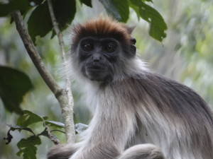 乌干达基巴莱国家公园里的一只红疣猴。图片来源:Ria Ghai