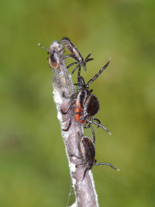 图1所示。寻找血液的蓖麻伊蚊(Ixodes ricinus)用前腿上的传感器嗅闻空气中人类或其他动物释放的化学物质(一只若虫、一只橙色的成年雌性和三只成年雄性)。