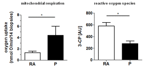 Fig. 2. Mitochondrial respiration and levels of reactive oxygen species