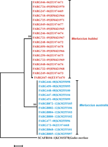 图2所示。基于Merluccius COI序列p-距离的邻居连接树。节点上的数字表示引导值。代码号表示BOLD进程id和GenBank加入号。比例尺:每个位点0.02个碱基替换。