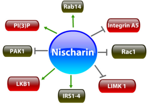 图1所示。Nischarin与许多蛋白质相互作用，以预防癌症，调节胰岛素信号，降低血压和保护大脑。