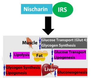 图2:Nischarin激活IRS通路增加了肌肉中的葡萄糖转运和糖原合成。在脂肪细胞中，它减少脂肪分解，增加葡萄糖运输和脂肪生成。肝脏的糖原合成和脂肪生成增加，但糖异生减少。