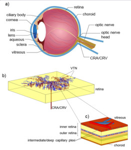 图1模型概念:a)眼睛解剖示意图;b)视网膜示意图:血管树状网络(VTN)嵌入视网膜厚度;C)沿视网膜厚度细分为功能层。视网膜循环通过视网膜中央动脉(CRA)滋养视网膜内部。血液通过汇聚到视网膜中央静脉(CRV)的小静脉排出。