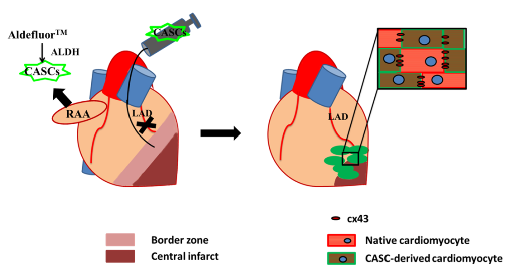 CASCs通过心肌再生维持心肌梗死后的心功能。