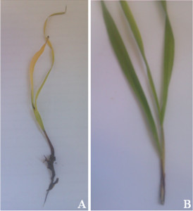 Fig. 1. A. Symptoms caused by Fusarium culmorum on a barley seedling after 12 days. B. Control without infection.