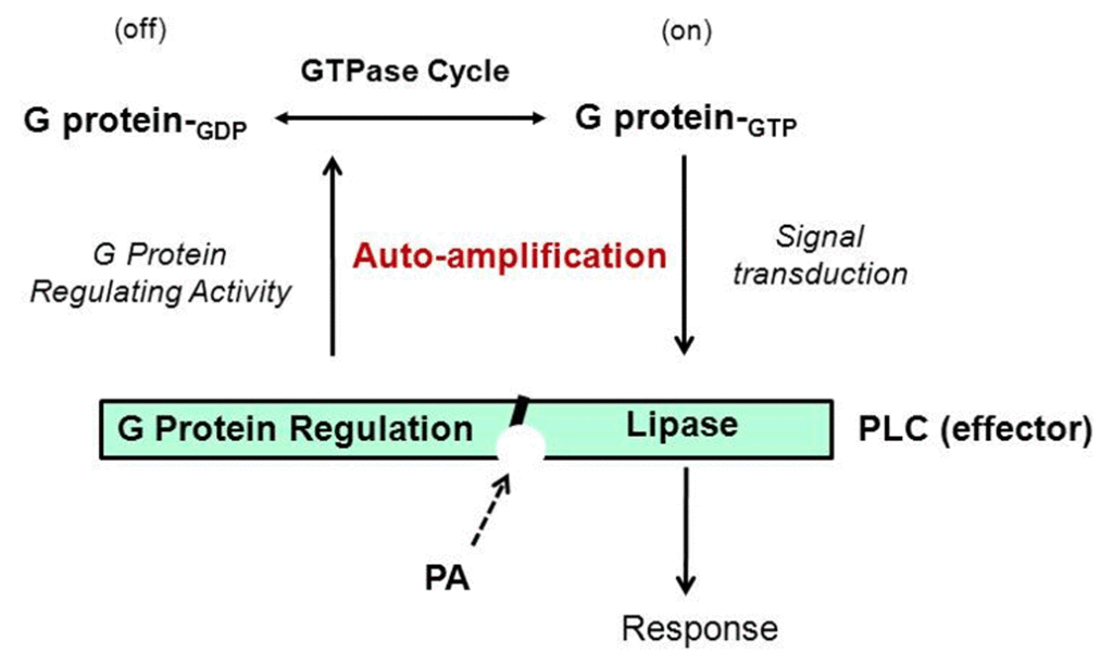 Model describes auto-amplification of signaling by a specific G protein through synergistic lipase/ G protein regulating activity of PLC, and modulation by the binding of phosphatidic acid (PA).