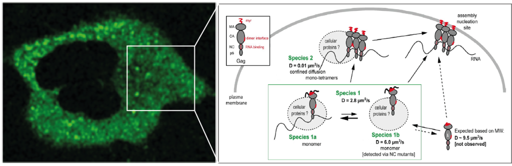 通过将绿色荧光探针(分子灯泡)连接到病毒Gag蛋白上，可以使用荧光显微镜方法和先进的分析技术在活细胞中准确评估其密度、迁移率和簇大小。