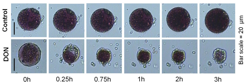 Fig. 2. Isolated BY2 protoplasts in presence or not of the mycotoxin DON. They are colored with a red vital dye that colour the inside cell when it is alive. We observed that DON triggered shrinkage of the protoplast and a decolouration. These two observations reveals first, the death of the cell and secondly, a loss of water representative of the Programmed Cell Death. The cell control stays red and round.