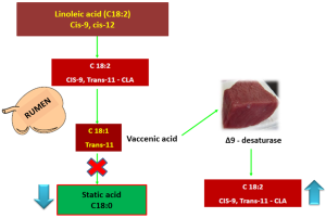 Fig. 2. Conversion of the vaccenic acid to CLA in the muscle