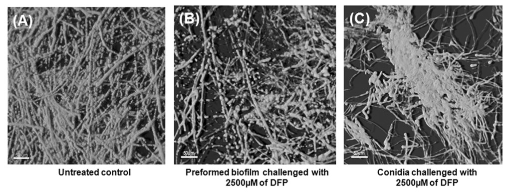 图2:显微镜图像显示DFP降低了生物膜的密度和组织