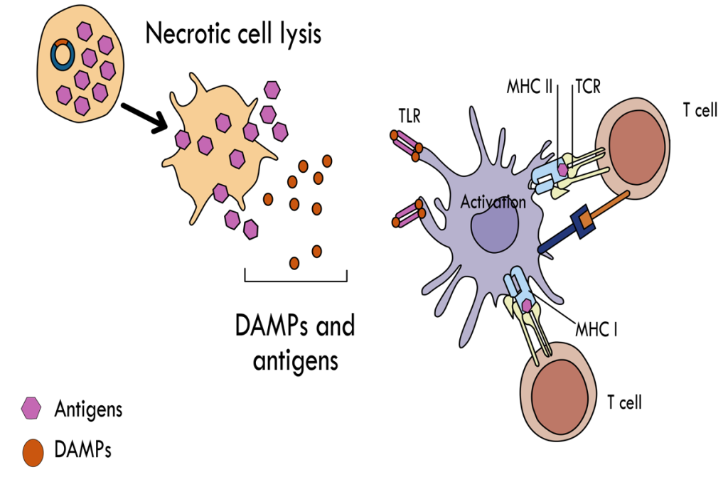 DNA疫苗接种后产生t细胞免疫应答的抗原呈递机制质粒DNA被体细胞吸收，其中抗原表达水平很高。随后细胞溶解蛋白的表达导致疫苗靶细胞坏死，并释放一系列DAMPs和HCV抗原。经过模式识别受体(PRR)包括toll样受体(TLR)的识别后，DAMPs被apc吸收。apc被激活并诱导炎症免疫反应。这些活化的apc也吞噬释放的抗原，这些抗原交叉呈递给适应性免疫系统，引发t细胞免疫反应。