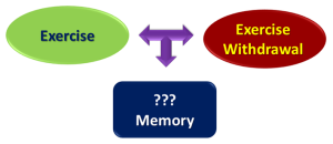 图1所示。运动和运动退出对记忆的影响示意图