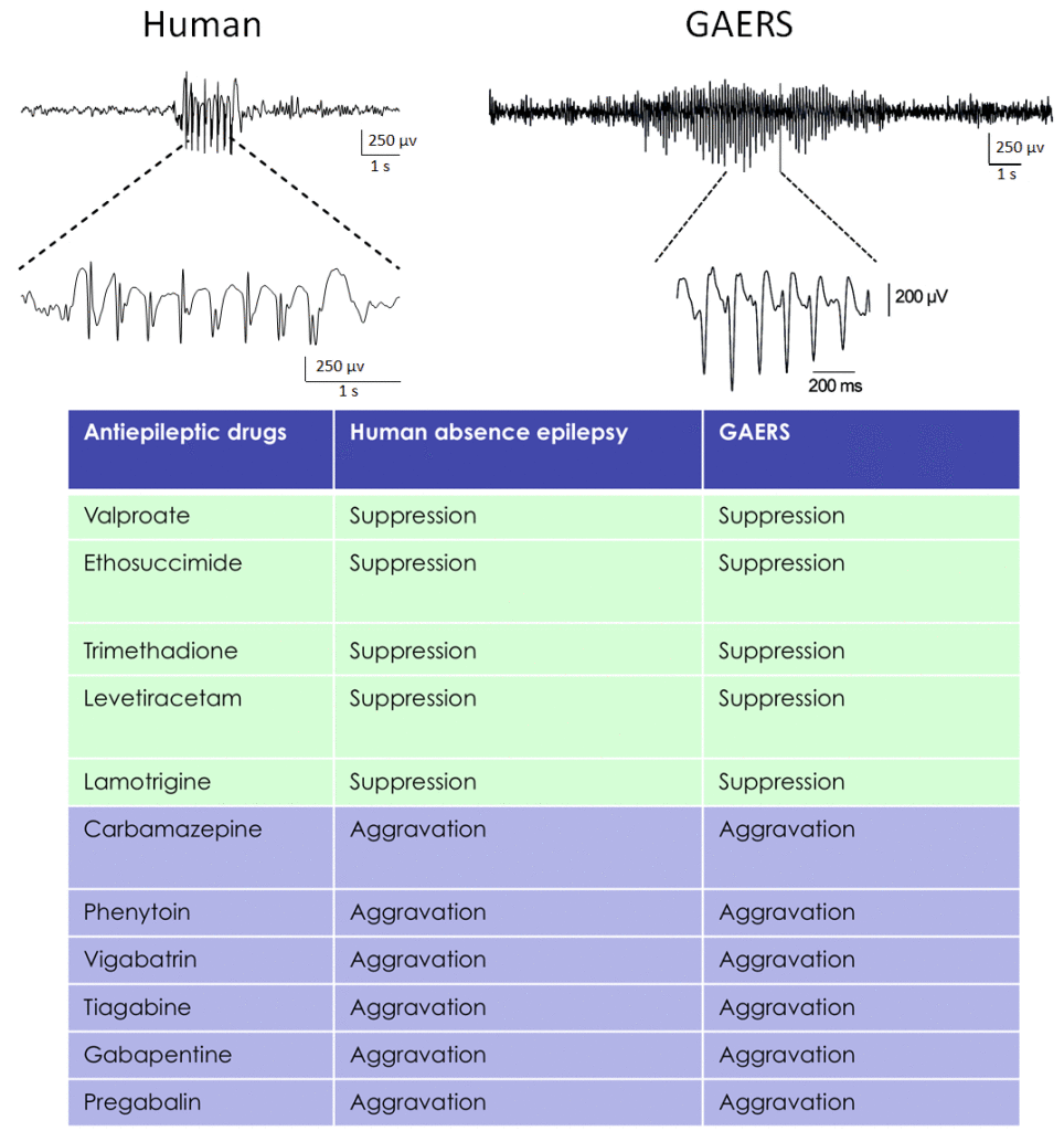 Fig. 1. TOP : Spike-and-wave discharges in GAERS (right) are similar to discharges recorded by EEG in human patients with absence epilepsy (left). BOTTOM : Spike-and-wave discharges in GAERS are suppressed by antiepileptic drugs that are used in the clinic to control absence epilepsy. Drugs that aggravate patients with this form of epilepsy increase seizures when given to GAERS.