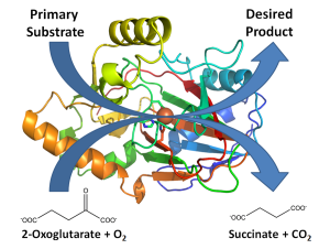 图1所示。2-氧戊二酸依赖加氧酶的典型结构、活性位点和一般反应。