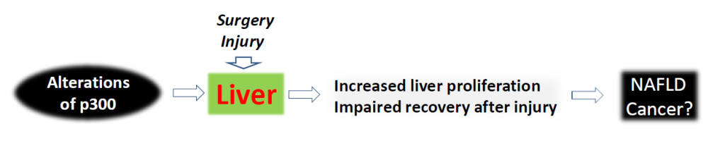 图2所示。p300活性的改变可能与肝脏疾病的发生有关。