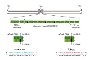 图1所示。着丝粒α -卫星DNA的结构显示了A和B盒子的位置。B盒通常被称为CENP-B盒，因为它是着丝粒蛋白CENP-B的结合位点。