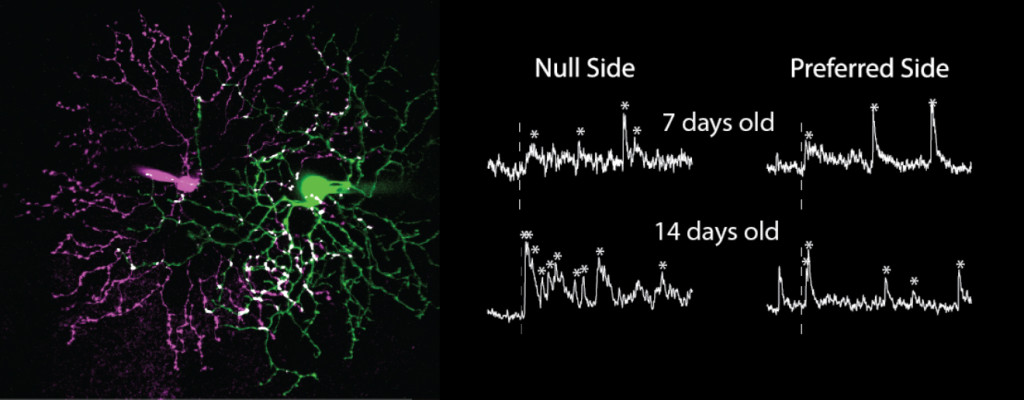 图1所示。方向选择神经节细胞(绿色)和抑制性神经元(洋红色)与抑制性突触的潜在位置(白色)。右:抑制性神经元刺激后，方向选择性神经节细胞的电压钳记录(虚线)。突触电流用*表示，当从零侧刺激时，突触电流的数量在发育过程中增加。