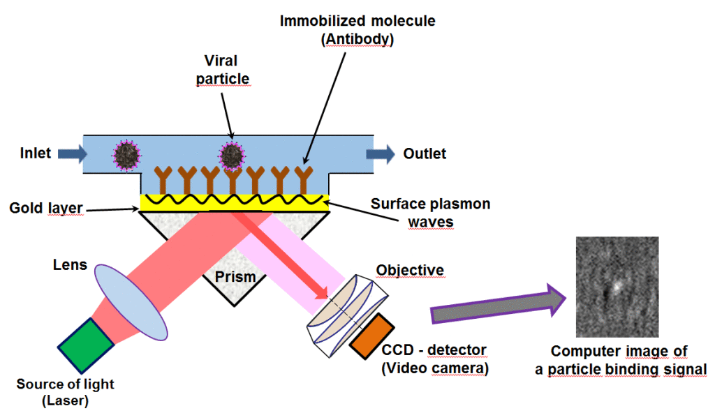 Fig. 1. Scheme of SPRi-based sensor experimental set up and an example of computer-processed image of the binding of HIV-VLP to the sensor surface.