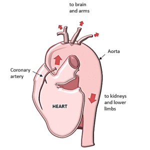 图1所示。心脏及其主要供血血管的结构解剖。