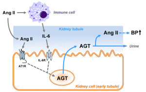 图1所示。肾AGT上调Ang II:血管紧张素II, IL-6:白细胞介素6,AT1R: Ang II 1型受体，IL-6R: IL-6受体，AGT:血管紧张素原，BP:血压，放大Ang II的机制