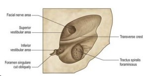 图2所示。经爱思唯尔出版公司许可，灰色解剖的左内部声学道。