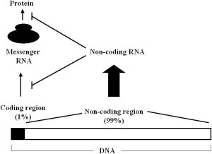 图1。信使RNA和非编码RNA。