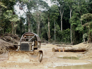 An industrial logging operation in the Congo Basin (photo by William Laurance).
