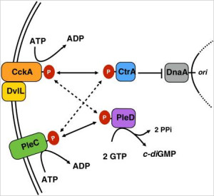 沃尔巴克氏体细胞周期调节蛋白相互作用模型。在本研究中，大多数菌株的传感激酶和反应调节因子的相互作用。箭头表示信号或底物流动的主要方向。CtrA输出仅表示对染色体复制的抑制。