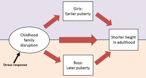 图1所示。说明男孩和女孩在童年压力和成年身高之间的不同途径。