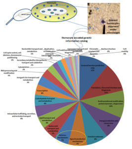 图1所示。蚊子血细胞编码分子信息的示意图概述。