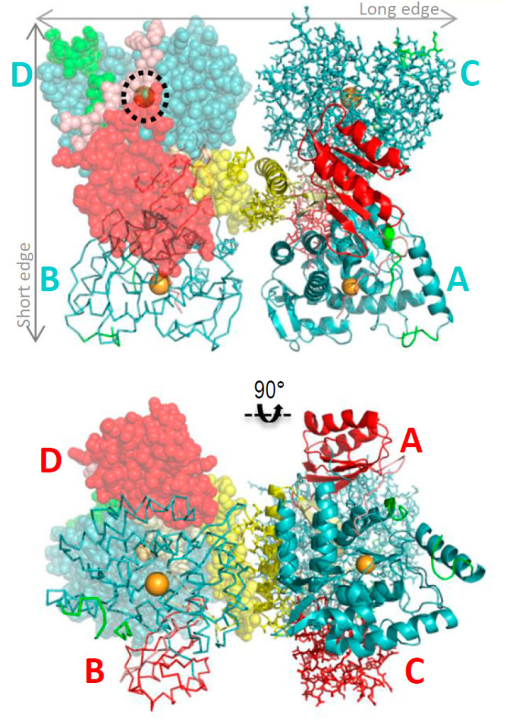 The structure of PAH.