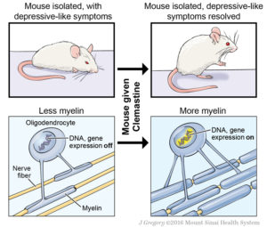 图1。Clemastine成功地逆转了成年小鼠在社会隔离后的抑郁样行为。这与前额皮质神经纤维(“轴突”)周围的髓鞘形成增强有关，前额皮质是参与认知的关键区域。此外，clemastine诱导细胞核中基因表达的变化，有利于髓磷脂基因在少突胶质细胞中的表达。