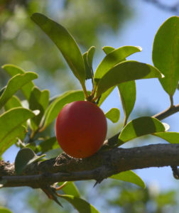 图1所示。西米尼亚:果实和叶子(图片来源:BT Wursten)